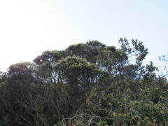 Linochilus rosmarinifolius