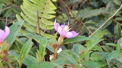 Melastoma malabathricum