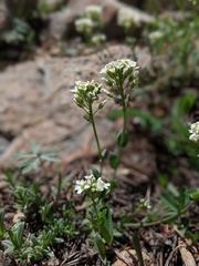 Noccaea fendleri