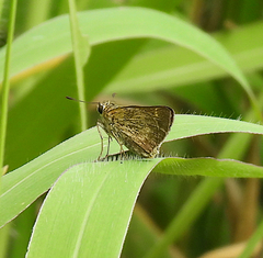 Parnara amalia