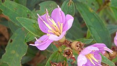 Melastoma malabathricum