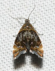 Prochoreutis inflatella