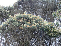 Linochilus rosmarinifolius