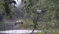 Asarcornis scutulata