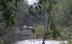 Asarcornis scutulata