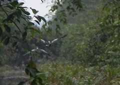 Asarcornis scutulata