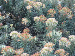 Linochilus rosmarinifolius