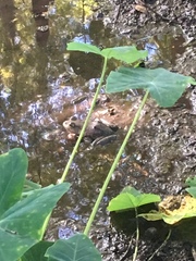 Lithobates catesbeianus