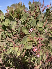 Arctostaphylos australis