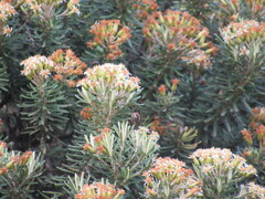 Linochilus rosmarinifolius