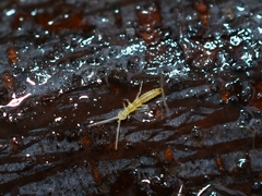Diplura