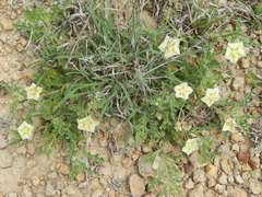 Chamaesaracha coniodes