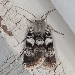 Caradrina glaucistis