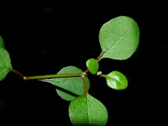 Teucrium parvifolium
