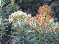 Linochilus rosmarinifolius