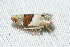 Norvellina seminuda