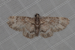 Chloroclystis grisea