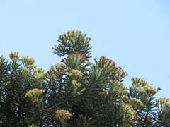 Linochilus rosmarinifolius