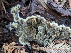 Coniophoraceae