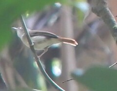 Malacopteron cinereum