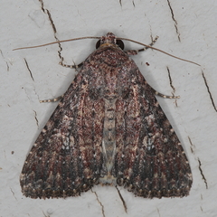 Condica capensis
