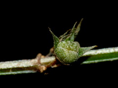Teucrium parvifolium