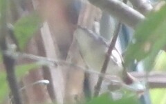 Malacopteron cinereum