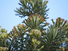 Linochilus rosmarinifolius