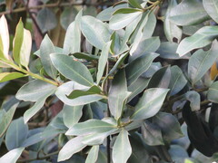 Gaiadendron punctatum