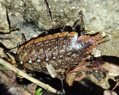 Philoscia affinis