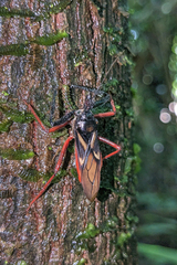 Manicocoris rufipes
