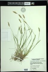 Anthoxanthum odoratum odoratum