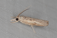 Culladia inconspicuellus