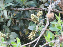 Gaiadendron punctatum