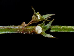 Teucrium parvifolium