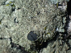 Phaeophyscia squarrosa