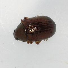 Rhabdopterus