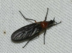 Dilophus serotinus