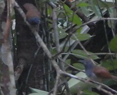 Cyanoderma erythropterum