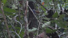 Cyanoderma erythropterum