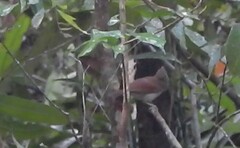 Cyanoderma erythropterum