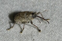 Curculio elephas