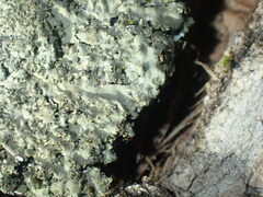 Phaeophyscia squarrosa
