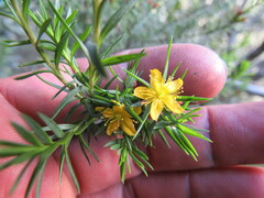 Hypericum juniperinum