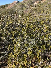 Quercus wislizeni frutescens