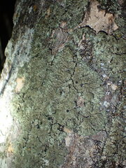 Phaeophyscia squarrosa