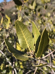 Quercus wislizeni frutescens