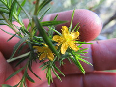 Hypericum juniperinum