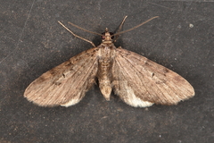 Eupithecia infelix