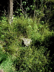 Teucrium parvifolium